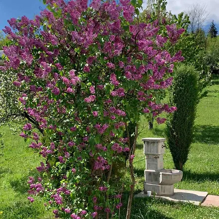 Zelena Meraja بيت للعطل