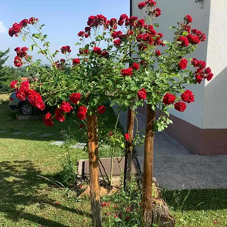 Zelena Meraja סראייבו